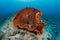 Sponge in tropical coral reef