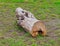 Sponged segment of a tree trunk on a meadow