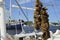 Sponges hanging on boat in Tarpon Springs, Florida.