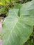 Spongy leaves exposed to rain