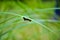 A spongy moth, euchaetes moth or lithosarctia witti moth climbing under the long leaf grass. Black hairy garden caterpilla