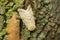 Spongy Moth - Lymantria dispar