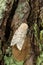 Spongy Moth - Lymantria dispar