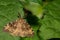 Spongy Moth - Lymantria dispar