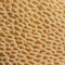 Spongy texture of the bottom of the mushroom cap color Ecru