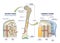 Spongy vs compact bone comparison with anatomical structure outline diagram