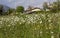 Spontaneous field daisies