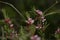 Spontaneous flora in the Cheile Turzii Nature Reserve