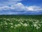 Spontaneous flora under blue sky with clouds in a summer day.