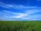 Spontaneous flora under blue sky with clouds in a summer day.