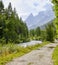 Spontaneous flower Epilobium or greater carnation in a mountain forest, also known as St. Anthony`s wort..