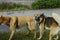 Spontaneous photo of three mongrel dogs