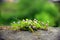 Spontaneous plant with lilac flowers on stone and a contrasting green background