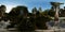 Spooky bald cypresses in the swamp 3d rendering 360 panorama