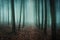 A spooky concept of  an avenue of trees in a dark spooky forest in winter. With a grunge, artistic, edit