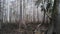 Spooky Cypress Swamp