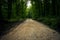 Spooky dark forest with empty road in receding light.