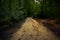 Spooky dark forest with empty road in receding light.