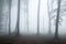 Spooky foggy forest trail during autumn