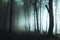 Spooky foggy forest trail. Dark trees in silhouettes with hard light coming from right. Horror landscape