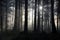 A spooky forest. With sunlight silhouetting the trees, on a misty winters day