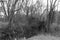 Spooky forest trees marsh grayscale black white