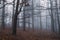 A spooky forest in winter on a moody, atmospheric foggy winters day