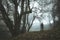 A spooky, ghostly figure on a path in a foggy forest in winter with a dark muted edit