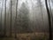 Spooky and gloomy forest, fogging with amazing and dramatic atmosphere.