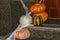 Spooky Halloween pumpkin jack-o-lanterns with spider web on the steps at a door. Decorations for Halloween holiday
