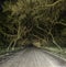 Spooky haunted eerie country dirt road