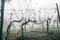 Spooky image between the Vineyard rows at the cold autumn misty morning after the harvesting completed. Italian Chianti region