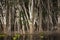 Spooky Jungle Trees during Drought