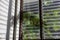 A spooky leaf shadow background view with light shining through a glass louvered window