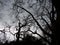 Spooky leafless branches