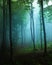 Spooky light in blue foggy forest with green vegetation. Autumn