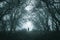 A spooky lone hooded figure on a path in a foggy forest in winter with a dark muted edit