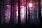 A spooky misty winters forest. With mysterious coloured lights silhouetting the trees