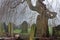 Spooky old cemetery tree on a foggy day