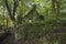 Spooky old ruined derelict building in thick forest landscape