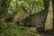 Spooky old ruined derelict building in thick forest landscape