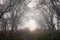 A spooky path going through a tunnel of trees. On a moody, foggy, eerie, winters day