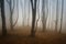 Spooky scary forest with mysterious fog