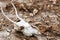 Spooky Skull of an Animal with Fallen Leaves