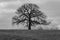 Spooky tree and fence on horizon in black and white