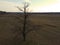 A spooky tree in a field in the evening, aerial view. Wild pear tree