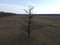 A spooky tree in a field in the evening, aerial view. Wild pear tree