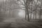 Spooky winter fog along the park road