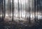 Spooky winter forest covered by mist