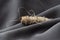 A spool with beige threads in a draped soft gray fabric, close-up, macro. Atelier, tailoring, sewing background. The